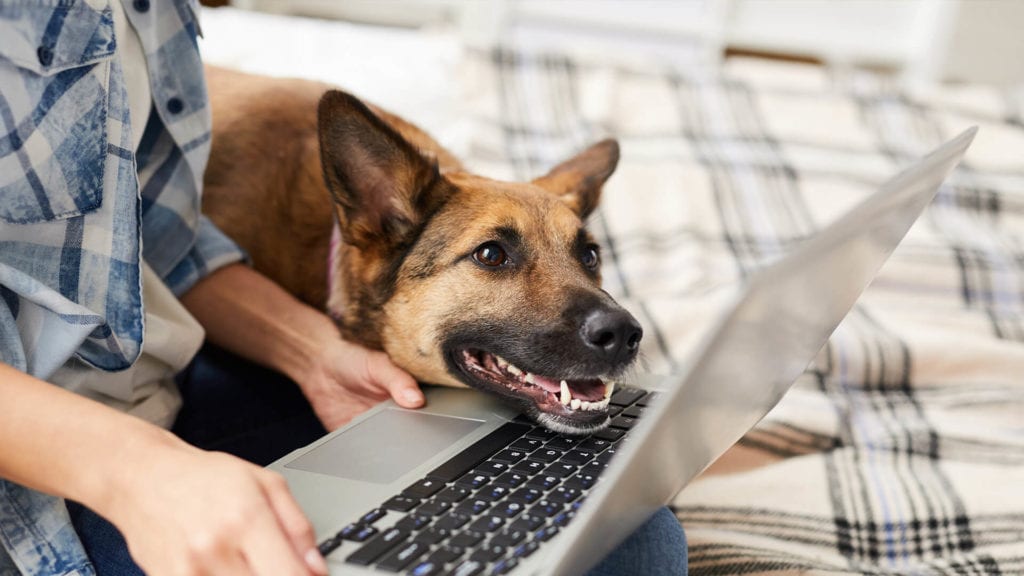 Employee's pet dog joining video conference call